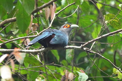 Phaenicophaeus sumatranus