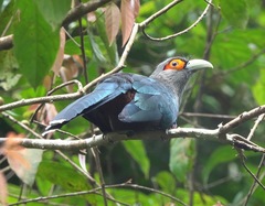 Phaenicophaeus sumatranus