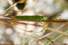 Stenacris vitreipennis