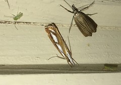 Catoptria permutatellus