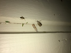 Catoptria permutatellus