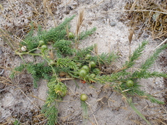 Asparagus prostratus