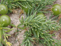 Asparagus prostratus