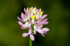 Polygala mariana