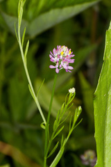Polygala mariana