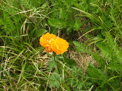 Trollius asiaticus