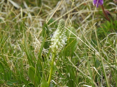 Lagotis integrifolia