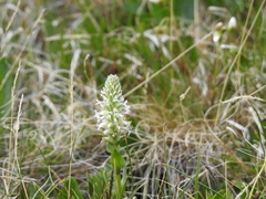 Lagotis integrifolia