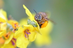 Amegilla garrula