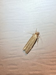 Limnaecia phragmitella