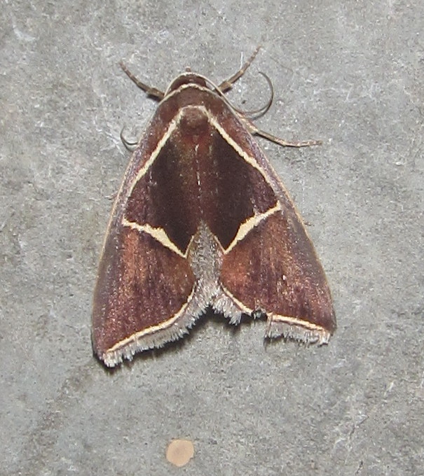 Parafodina
