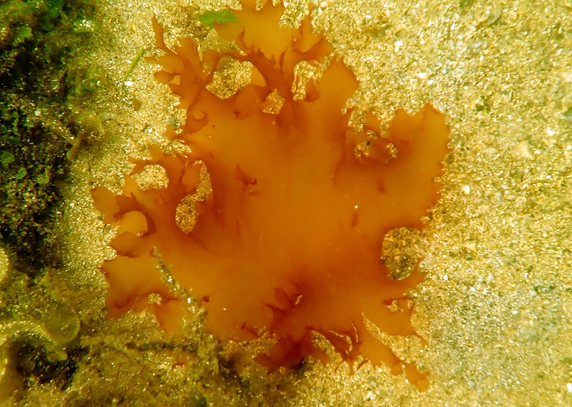 Halymenia floridana