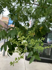 Styphnolobium