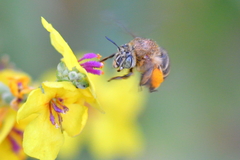 Amegilla garrula