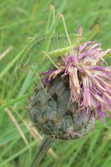 Poecilimon intermedius