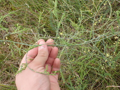 Asparagus prostratus