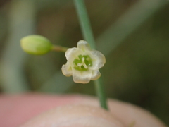 Asparagus prostratus
