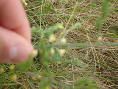 Asparagus prostratus
