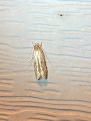 Limnaecia phragmitella