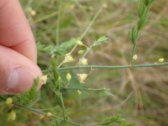 Asparagus prostratus