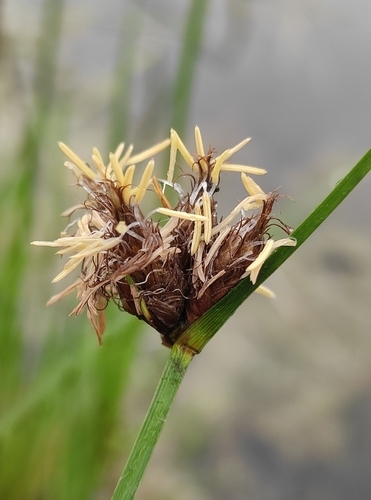 Bolboschoenus planiculmis (F.Schmidt) T.V.Egorova