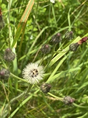 Pilosella aurantiaca