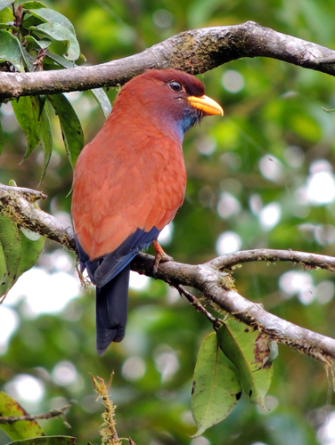 Blue-throated Roller