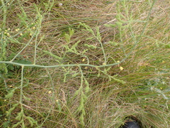 Asparagus prostratus