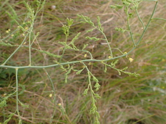Asparagus prostratus