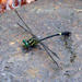 Libyogomphus tenaculatus - Photo (c) arakso, μερικά δικαιώματα διατηρούνται (CC BY-NC), uploaded by arakso