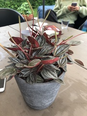 Peperomia