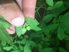 Vaccinium hirsutum