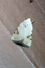 Micrathetis costiplaga