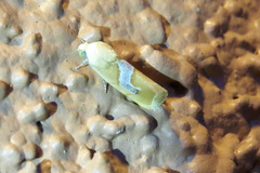 Ponometia venustula