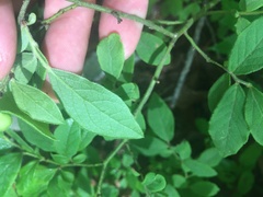 Vaccinium hirsutum
