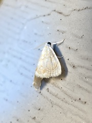 Glaphyria sesquistrialis