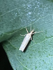 Agriphila straminella