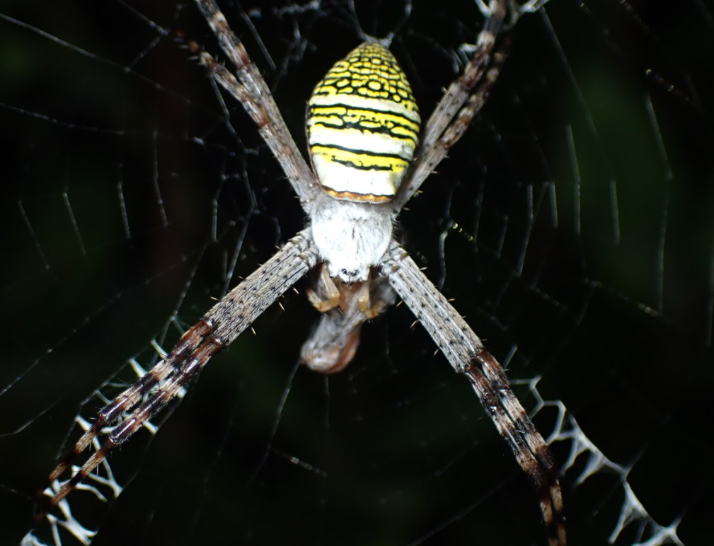 Oval Saint Andrew's Cross Spider from 香港大嶼山 on June 26, 2021 at 01:45 ...