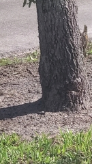 Agama picticauda