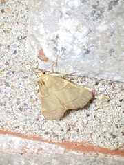 Hypsopygia binodulalis