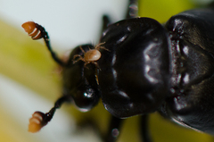 Nicrophorus nigrita