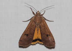 Noctua pronuba