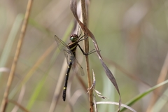 Phyllomacromia monoceros