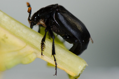 Nicrophorus nigrita