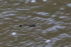 Phyllomacromia monoceros