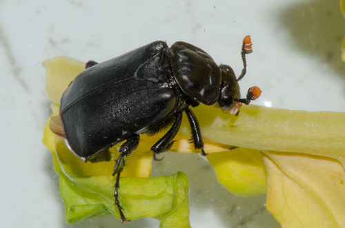 Black Burying Beetle (Nicrophorus nigrita) photo 5