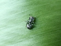 Cephalotes cristatus