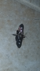 Desmia subdivisalis