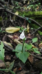 Disperis anthoceros