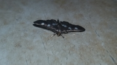 Desmia subdivisalis